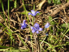 Scilla odorata