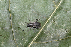 Sitona suturalis