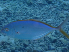 Caranx bartholomaei