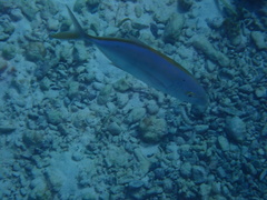 Caranx bartholomaei