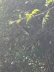 Melaenornis chocolatinus