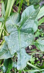 Arum maculatum