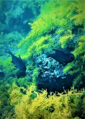 Pempheris multiradiata