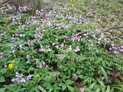 Cardamine quinquefolia