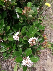 Rhaphiolepis umbellata
