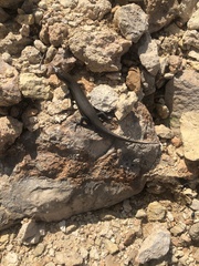 Trachylepis socotrana