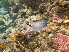 Amblyglyphidodon indicus