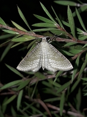 Poecilasthena pulchraria