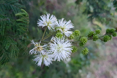 Mimosa quitensis