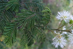 Mimosa quitensis