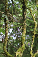 Aconitum hemsleyanum