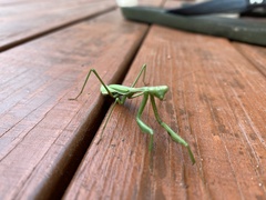Pseudomantis