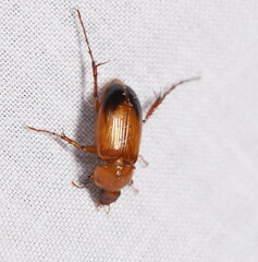 Phyllotocus macleayi