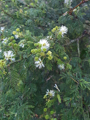 Mimosa quitensis