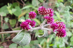 Alternanthera porrigens