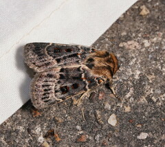 Proteuxoa sanguinipuncta