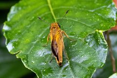 Parnara amalia