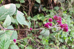 Alternanthera porrigens