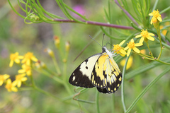 Belenois creona severina