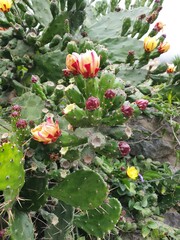 Opuntia monacantha