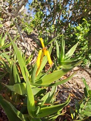 Aloiampelos commixta