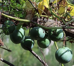 Passiflora cinnabarina
