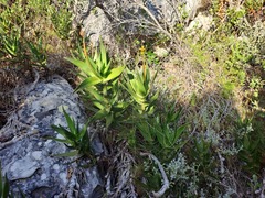 Aloiampelos commixta