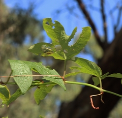 Passiflora cinnabarina