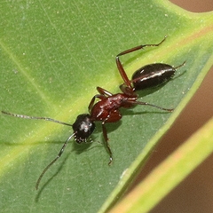 Camponotus innexus