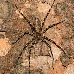 Heteropoda boiei