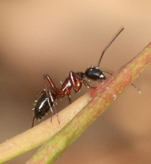 Camponotus innexus