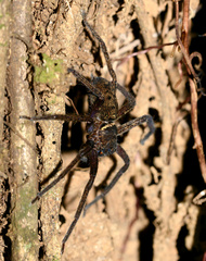 Heteropoda tetrica