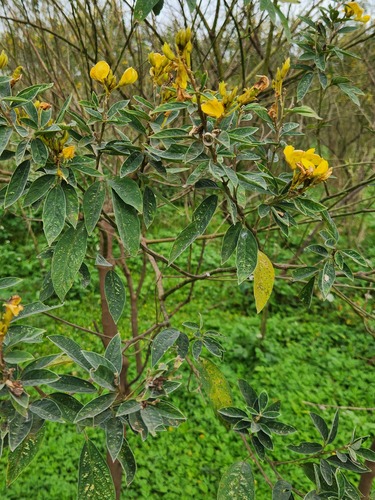 Cajanus cajan