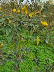 Cajanus cajan