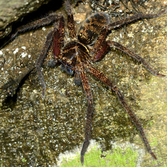 Heteropoda tetrica