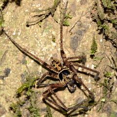Heteropoda tetrica