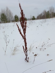 Rumex confertus