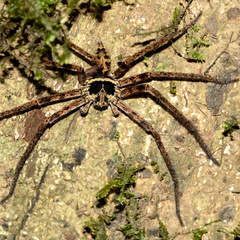 Heteropoda tetrica