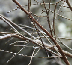 Episynlestes albicaudus