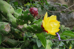 Opuntia monacantha