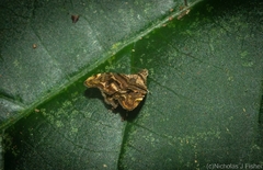 Choreutis metallica