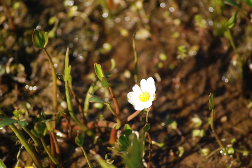 Image of Ranunculus pallasii by no rights reserved