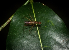 Cothornobata