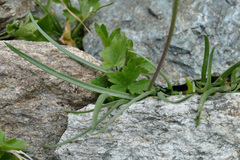 Plantago maritima serpentina