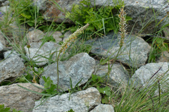 Plantago maritima serpentina