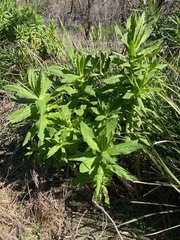 Apalochlamys spectabilis