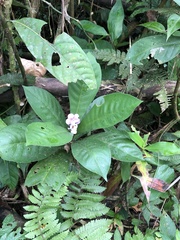 Brunfelsia grandiflora