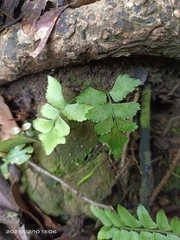 Lindsaea javanensis