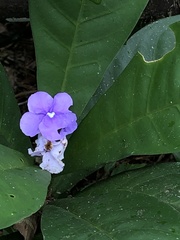 Brunfelsia grandiflora