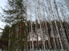 Betula pendula